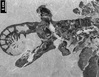 fósil anomalocaris anorith