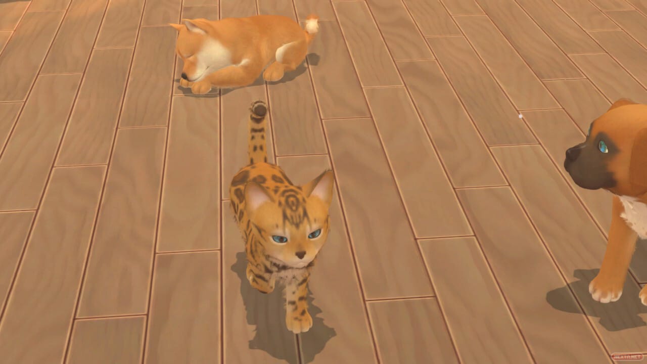 My Universe Cachorros y Gatitos
