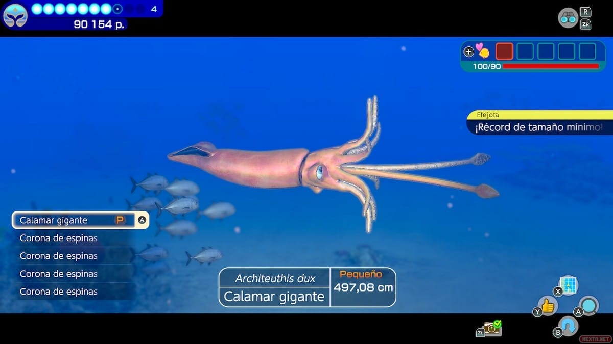 Calamar gigante